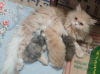 Persian Adult female (Spayed) and 3 Kitten
